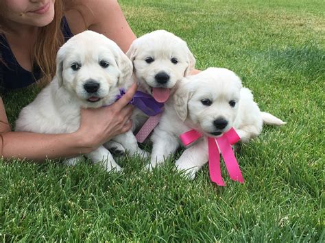 Indiana Goldens Best English Cream Golden Retriever Puppies In Indiana