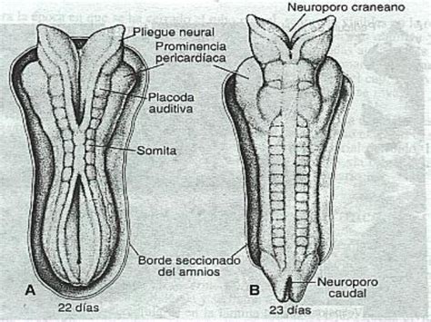 Desarrollo Del Sistema Nervioso Embrionario Diapositiva