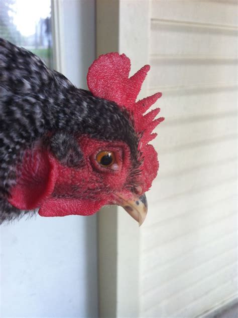 Eye Worm? *Picture | BackYard Chickens - Learn How to Raise Chickens