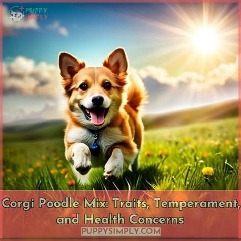 Corgi Poodle Mix: Traits, Temperament, and Health Concerns