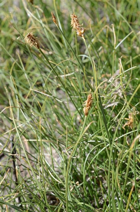 Carex Filifolia Var Erostrata Calflora