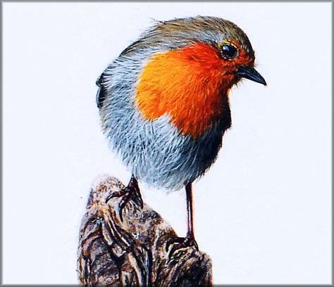 Video lesson on painting a robin in detailed watercolour - The Devon Artist