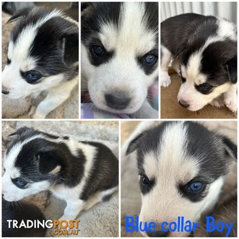 Purebred Siberian Husky Puppies