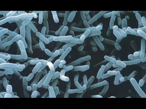 Diferencia Entre Actinomicetos Y Bacterias Ciencia 2024