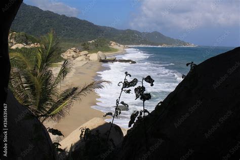 Paisaje de bahía con plantas como siluetas. Stock Photo | Adobe Stock