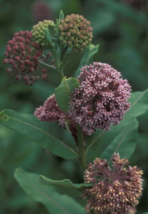 Free picture: pink flowers, common, milkweed, plant, asclepias, syriaca