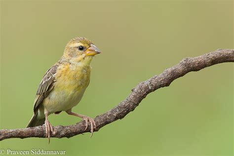 Baya Weaver Female The Baya Weaver Ploceus Philippinus Is A Weaverbird Found Across The Indian