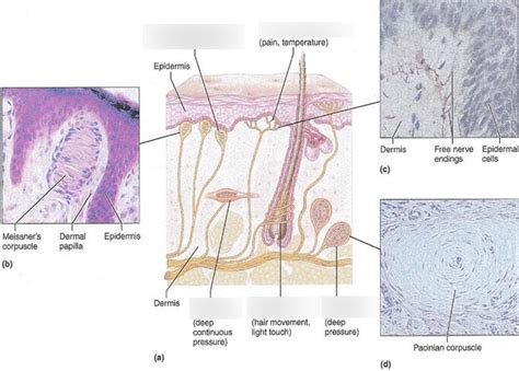 The Skin Sensory Receptors Diagram Quizlet