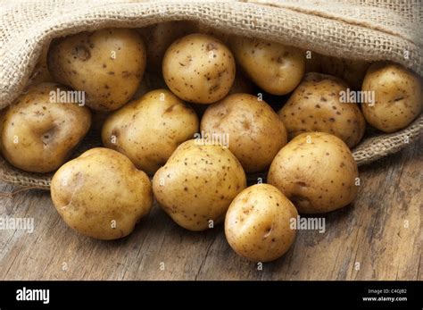 Potato Solanum Tuberosum La Bonnotte Tubers In A Sack Stock Photo