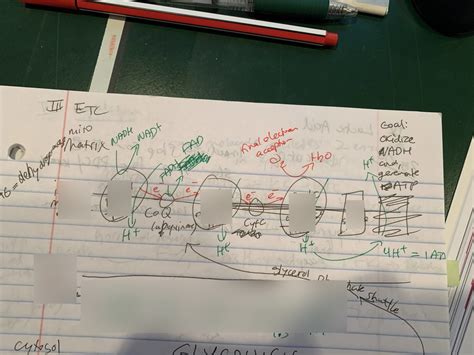 MCAT BIO ETC Diagram Quizlet