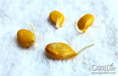 How To Pre Sprout Seeds For Faster Germination