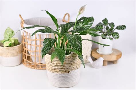 8 Benefits of Having a Peace Lily in Your Home