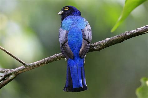 Motmots Trogons Quetzals Flickr