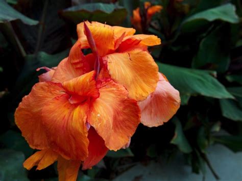 Photo: Canna flowers from A Gardener’s Notebook – A Gardener's Notebook