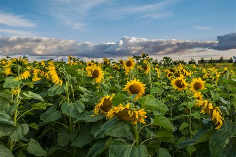 Online crop | bed of Sunflower under heavy clouds photo, sunflowers HD ...