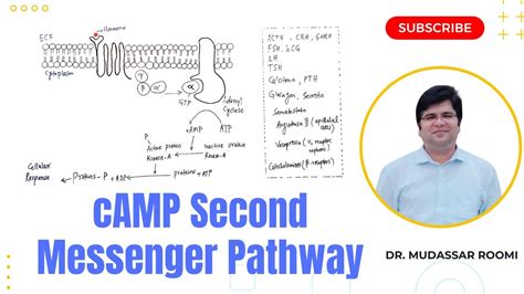 Camp Nd Messenger Signal Transduction Adenyl Cyclase Pathway Gs