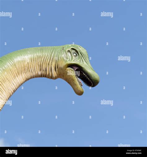 Brontosaurus teeth hi-res stock photography and images - Alamy