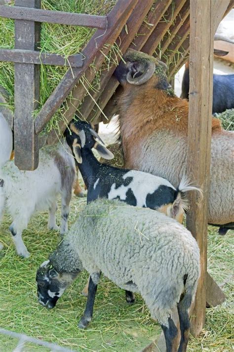 Feeding of Animals in the Zoo Editorial Image - Image of farming, sheep ...