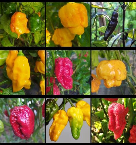 Suttons Pepper Chilli Longhorn F1 Vegetable Seeds Approx 12 Seeds Per Pack Grow Your Own Hot