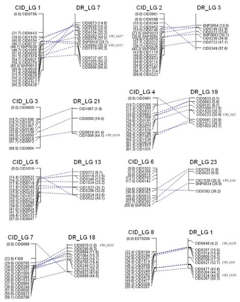 Sex Averaged Map Lg1 To 8 Of Grass Carp Cidlg And Synteny