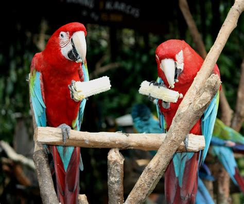 Green Parrot · Free Stock Photo