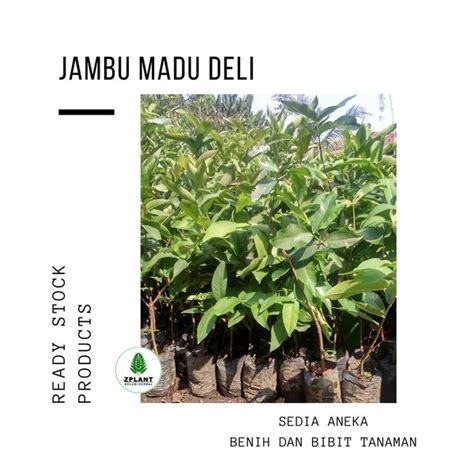 Jual Bibit Pohon Jambu Madu Deli Tanaman Buah Jambu Air Citra Cepat