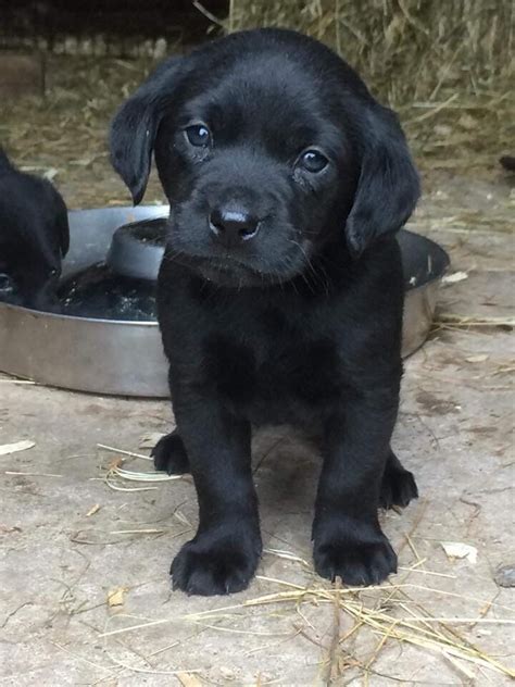 Black Labrador Puppies | in Biggar, South Lanarkshire | Gumtree