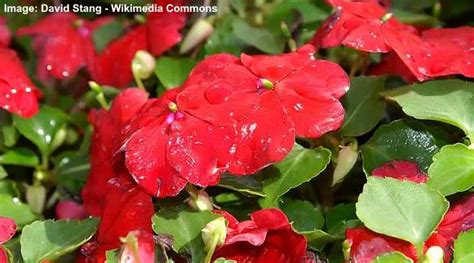 25 Ground Cover Plants With Red Flowers (With Pictures ...