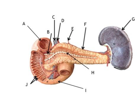 Pancreas Spleen Model Diagram Quizlet