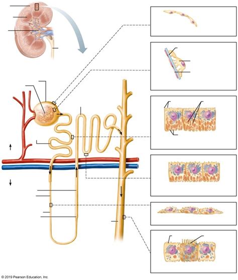 Function of Kidneys Diagram | Quizlet