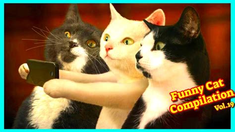 Funny Cats Compilation Vol 19 😻 Catfunnyvideos 🐱 Funniest Cats Youtube