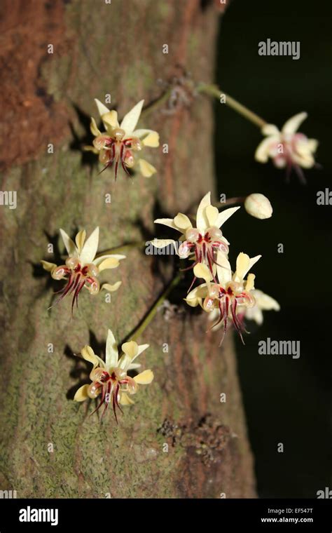 Cocoa Tree Theobroma cacao Flowers Stock Photo - Alamy