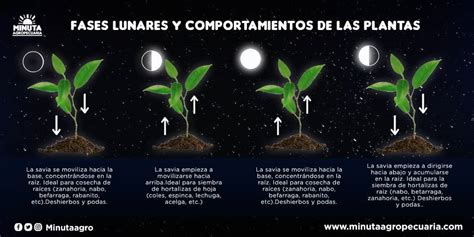 Garantizar Terraplén eterno las fases de la luna y las plantas