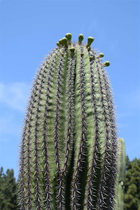 Carnegiea Gigantea ‘saguaro Cactus Rice Canyon Demonstration Gardens