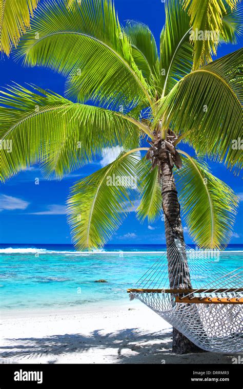 Empty Hammock Under Palm Tree On Tropical Beach Stock Photo Alamy