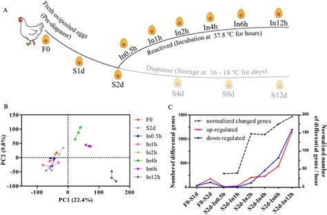 Transcriptomic Analysis Of The Reactivation Process After Diapause A Download Scientific