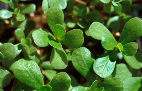 Growing And Harvesting Purslane Lovetoknow