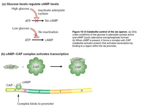 Ppt Promoter Sequences From 10 Bacteriophage And Bacterial Genes Powerpoint Presentation Id