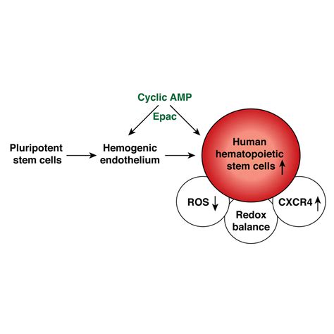 Cyclic Signaling Through Epac Axis Modulates Human Hemogenic