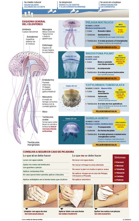 GrÁfico Consejos Y Remedios Para Tratar Las Picaduras De Medusas