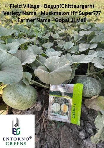 Super Hybrid Muskmelon Seeds For Agriculture Packaging Size