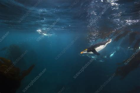 Royal Penguin swimming underwater - Stock Image - C040/6444 - Science Photo Library