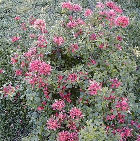 Pink Flowers Are Blooming In The Grass