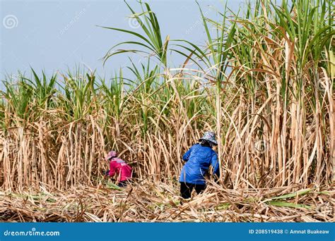 Harvesting Sugar Cane In Florida At Roxanne Bell Blog
