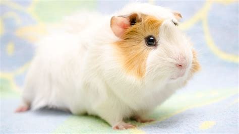 Guinea Pig Care: How to Care for a Guinea Pig | BeChewy