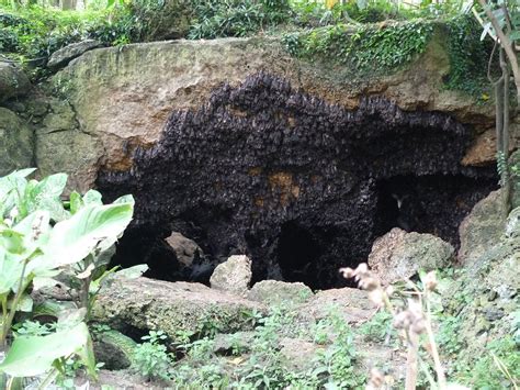 The Monfort bat cave sanctuary on Samal Island | Philippines Lifestyle News