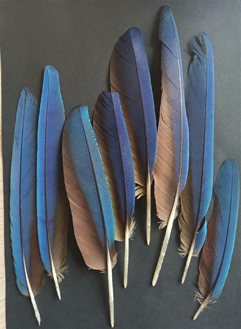 Plumas de guacamayo real naturalmente fundida daño medio | Etsy