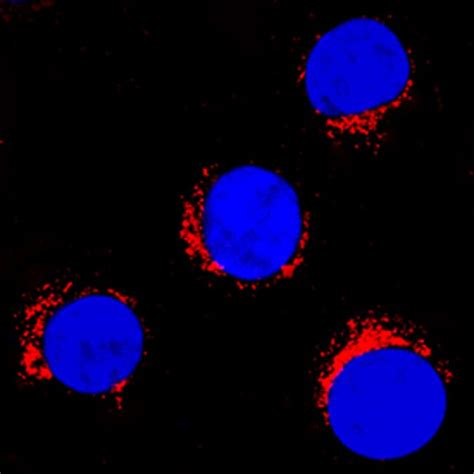 Human Endophilin B1bif 1 Antibody R D Systems 100μg Unlabeled