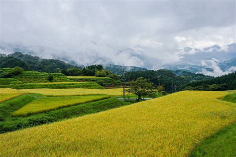 15 lieux pour admirer les rizières au Japon | Ichiban Japan