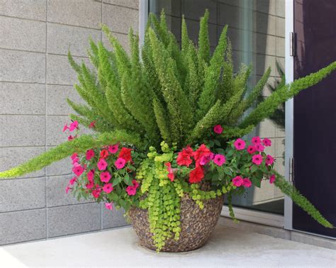 Fern Pot Moss Landscaping